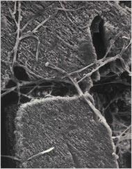 Picture 3 of Bacteria are eroding historical sites