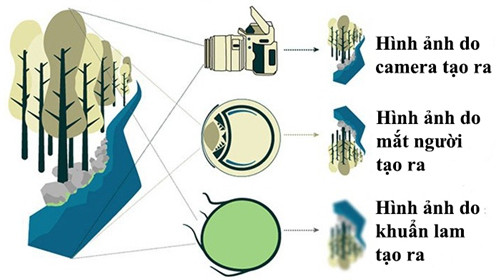 Picture 2 of Bacteria can see things like people