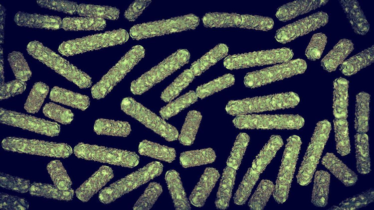 Picture 1 of Bacteria in the universe are making astronauts at risk