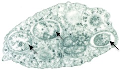 Picture 1 of Bacteria kill mosquitoes that spread malaria