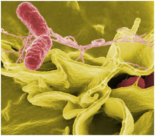 Picture 1 of Bacteria know how to cooperate and sacrifice for their kind