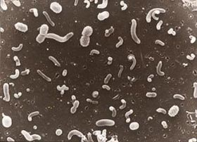 Picture 1 of Bacteria of seabed sediments can