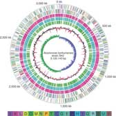 Picture 1 of Bacteria specializing in oil consumption