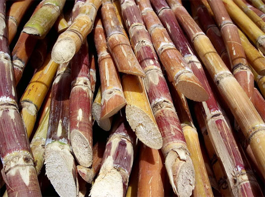 Picture 1 of Bacteria support sustainable sugarcane production