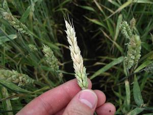 Picture 1 of Bacteria that are resistant to fungi can protect wheat
