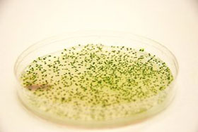 Picture 1 of Bacteria turn CO2 into fuel