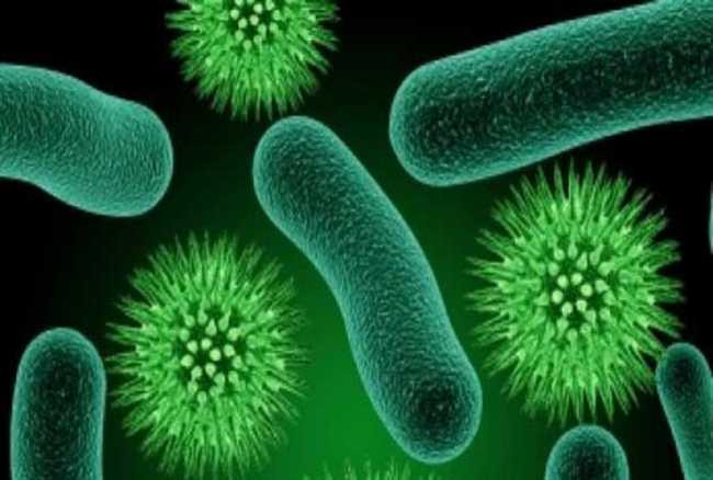 Picture 2 of Bacteria turned out to talk