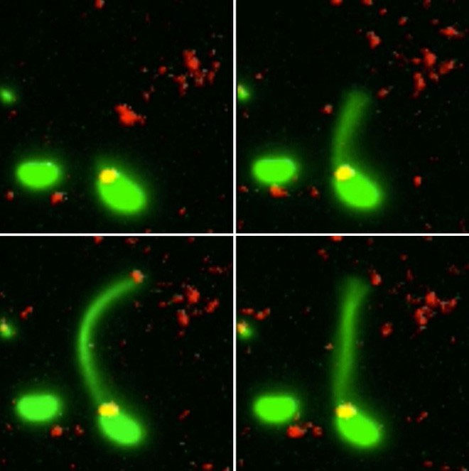 Picture 1 of Bacterial bacteria eat DNA to evolve into antibiotic resistant strains