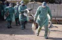 Picture 1 of Bad developments in H5N1 in Asia and Europe