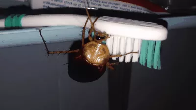 Picture 1 of Bad habits make cockroaches often crawl on your brush