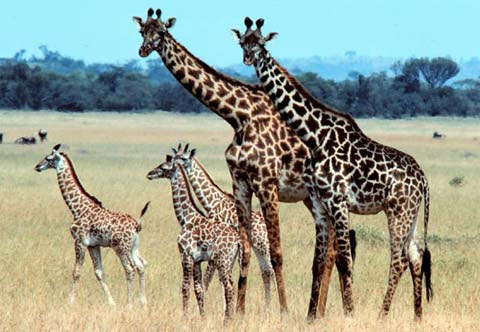 Picture 1 of Bad habits of animals