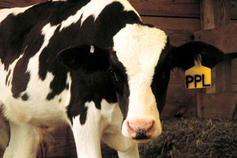 Picture 2 of Bad habits of animals