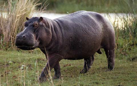 Picture 3 of Bad habits of animals