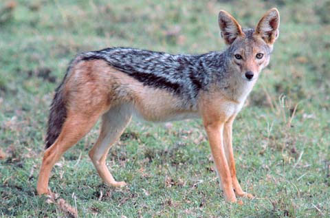Picture 4 of Bad habits of animals