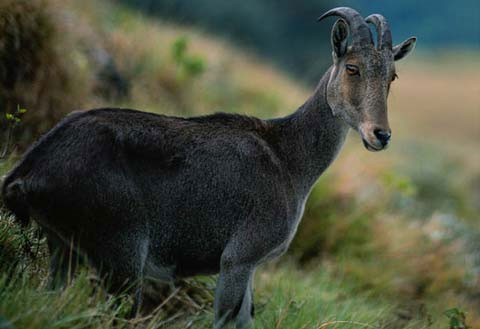 Picture 5 of Bad habits of animals