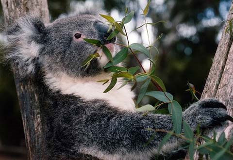 Picture 6 of Bad habits of animals