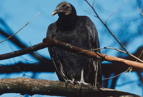 Picture 9 of Bad habits of animals