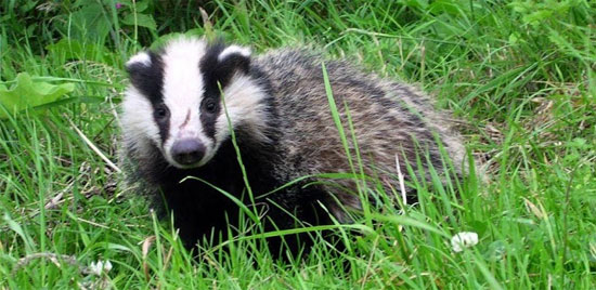 Picture 1 of Badger - unexpected grave robber