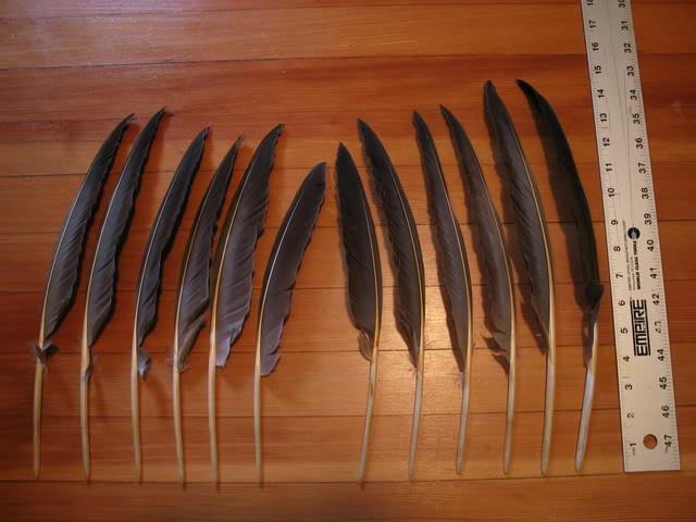 Picture 4 of Badminton is one of the most exquisite creatures in the world