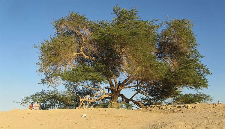 Picture 7 of Bahrain - the jewel of the Persian Gulf