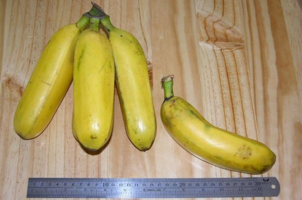 Picture 4 of Bananacoin - Banana coins, worth 1 pound of bananas