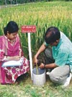 Picture 1 of Bangladesh created 93 water-saving rice varieties