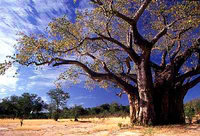 Picture 2 of BaoBab fat tree