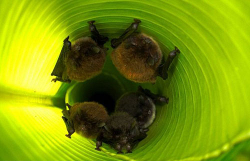 Picture 1 of Bats also know how to use hearing aids