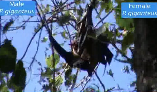 Picture 1 of Bats also perform oral sex