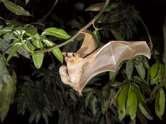 Picture 1 of Bats are the cause of the Ebola virus outbreak