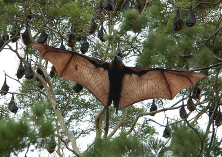Picture 1 of Bats can help people live