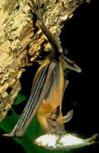 Picture 1 of Bats know how to swim and catch fish