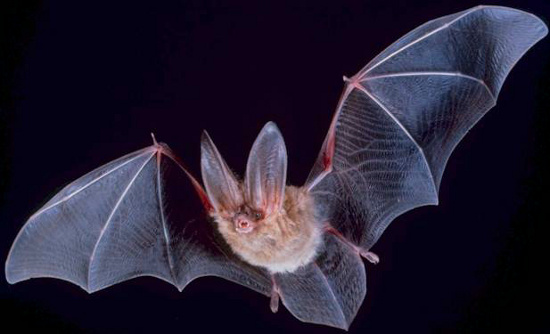 Picture 1 of Bats may be holding 'keys' to live long