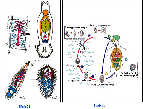 Picture 2 of Be wary of lung fluke