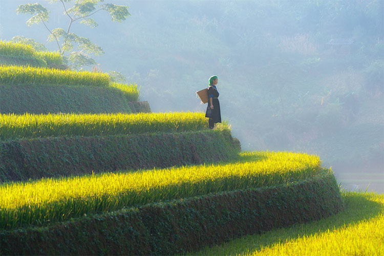 Picture 1 of Beam of Mu Cang Chai image is bright yellow in the season of ripe rice
