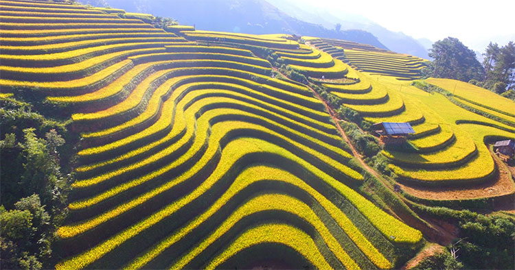 Picture 3 of Beam of Mu Cang Chai image is bright yellow in the season of ripe rice