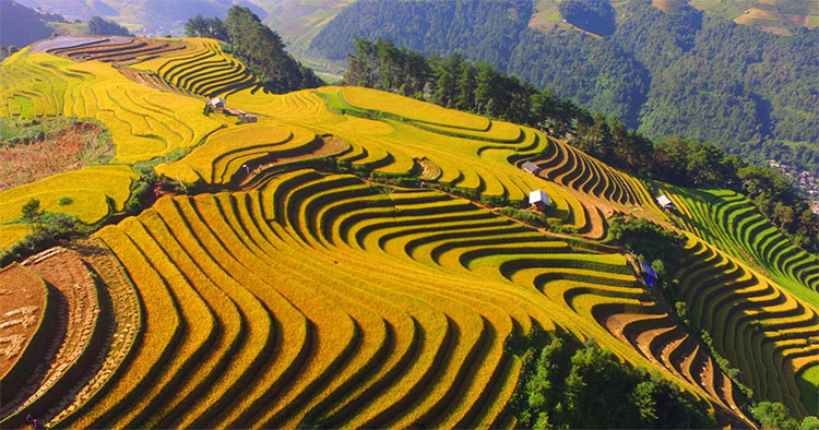 Picture 4 of Beam of Mu Cang Chai image is bright yellow in the season of ripe rice