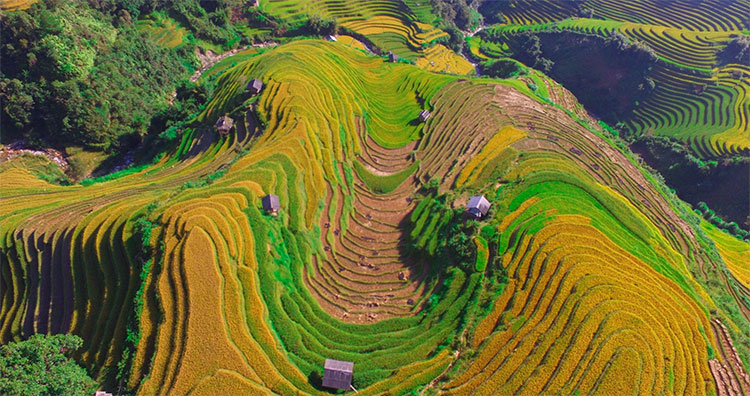 Picture 5 of Beam of Mu Cang Chai image is bright yellow in the season of ripe rice