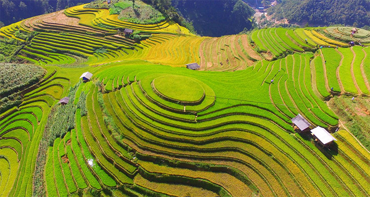 Picture 6 of Beam of Mu Cang Chai image is bright yellow in the season of ripe rice