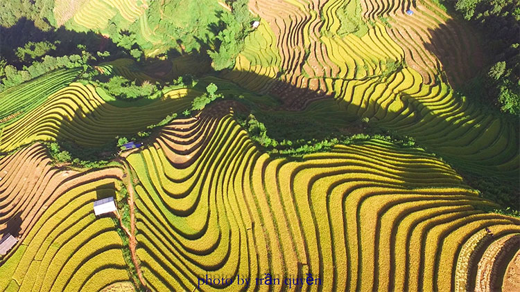 Picture 7 of Beam of Mu Cang Chai image is bright yellow in the season of ripe rice