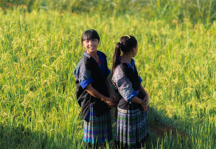 Picture 8 of Beam of Mu Cang Chai image is bright yellow in the season of ripe rice