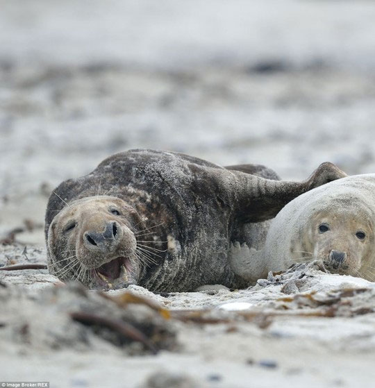 Picture 10 of Beam of photos: The sunshine smile of a seal