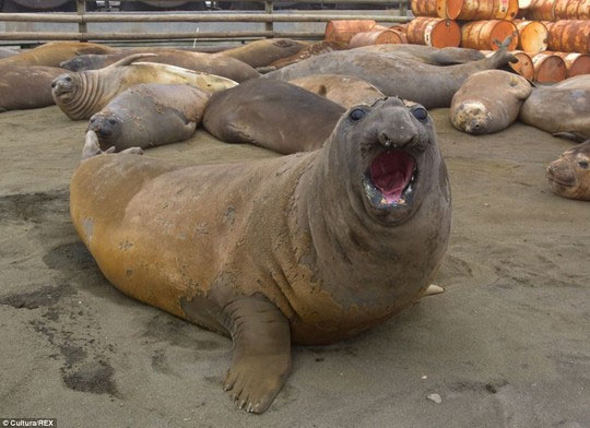 Picture 11 of Beam of photos: The sunshine smile of a seal
