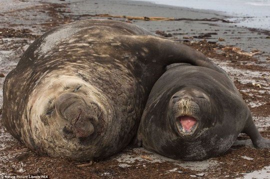 Picture 12 of Beam of photos: The sunshine smile of a seal