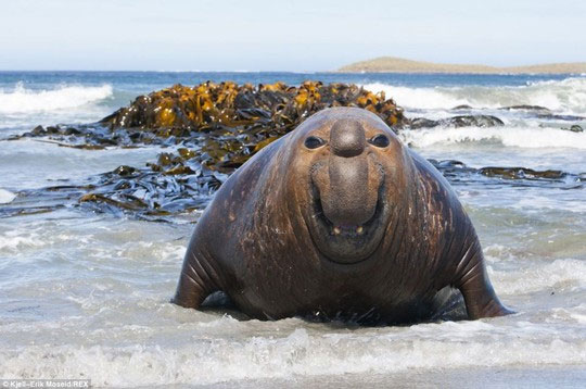 Picture 13 of Beam of photos: The sunshine smile of a seal