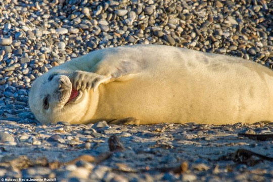 Picture 16 of Beam of photos: The sunshine smile of a seal