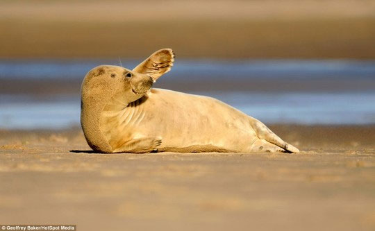 Picture 17 of Beam of photos: The sunshine smile of a seal