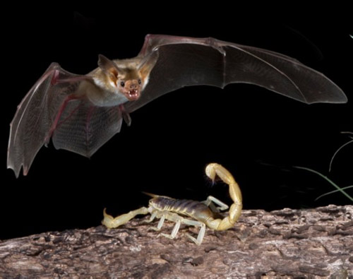 Picture 10 of Beam of photos: The survival battle of wild animals