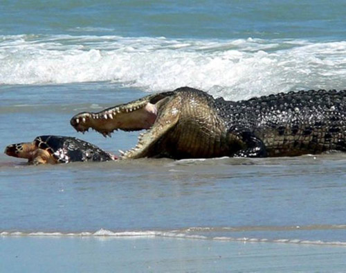 Picture 11 of Beam of photos: The survival battle of wild animals