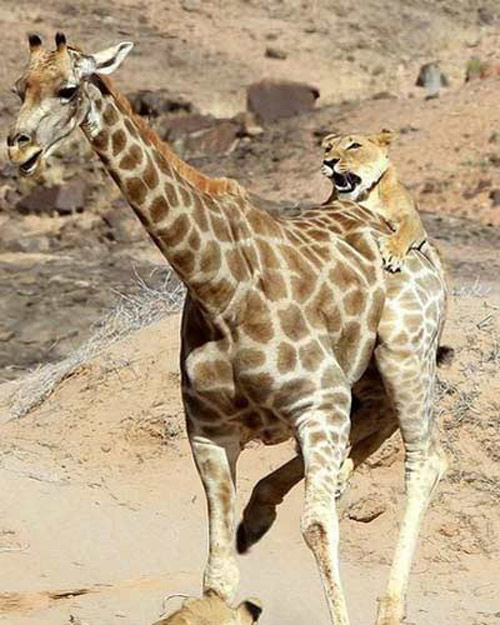 Picture 12 of Beam of photos: The survival battle of wild animals